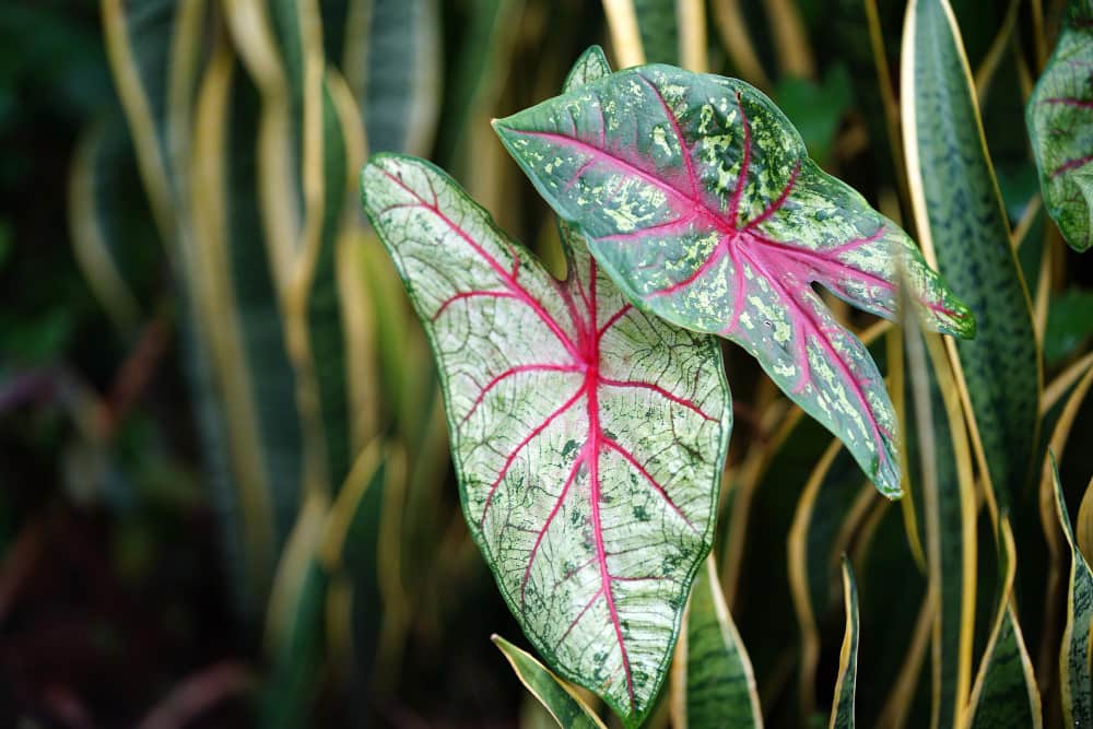 Gros plan sur les feuilles nervurées de rose d'un Alocasia Ninja Tricolor poussant à côté d'une plante serpent