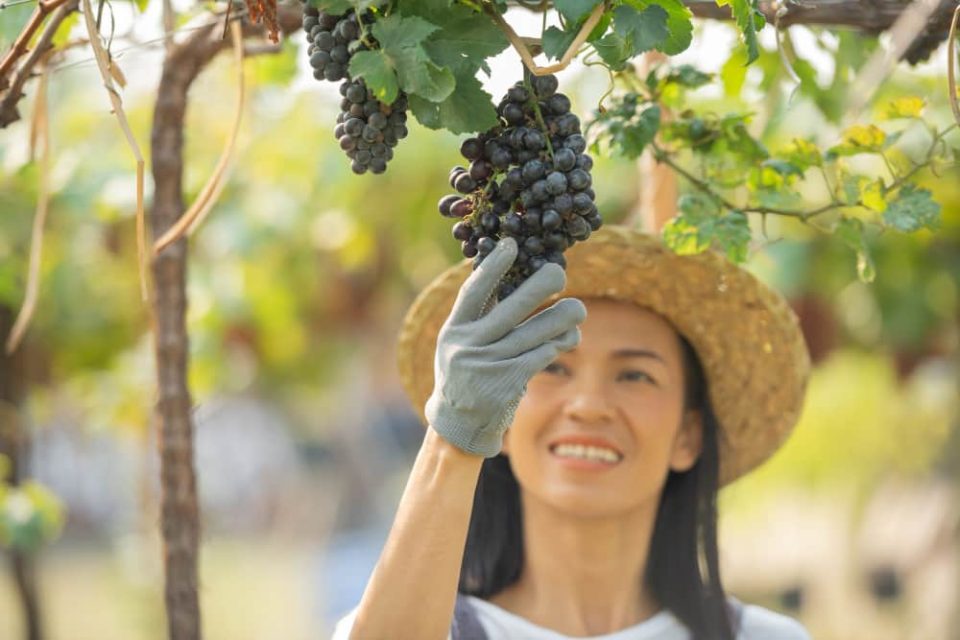 Une viticultrice portant un chapeau de paille et un gant de protection examine une grappe de raisins noirs suspendue à la vigne, illustrant les pratiques de la viticulture durable.