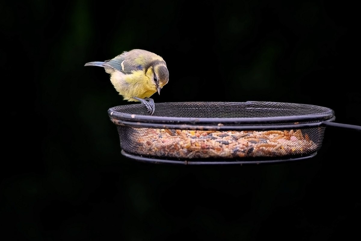 Oiseau sur bol de nourriture
