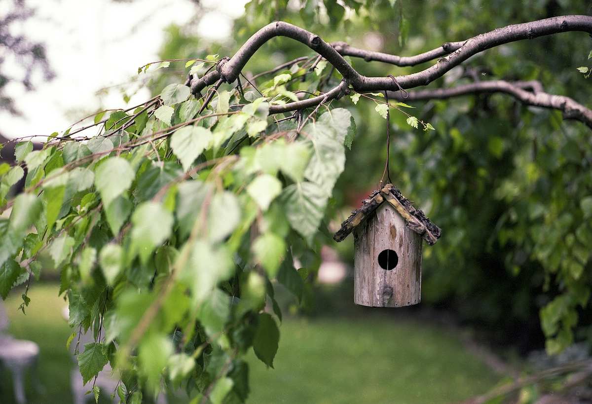 Nichoir en bois suspendu à une branche d'arbre