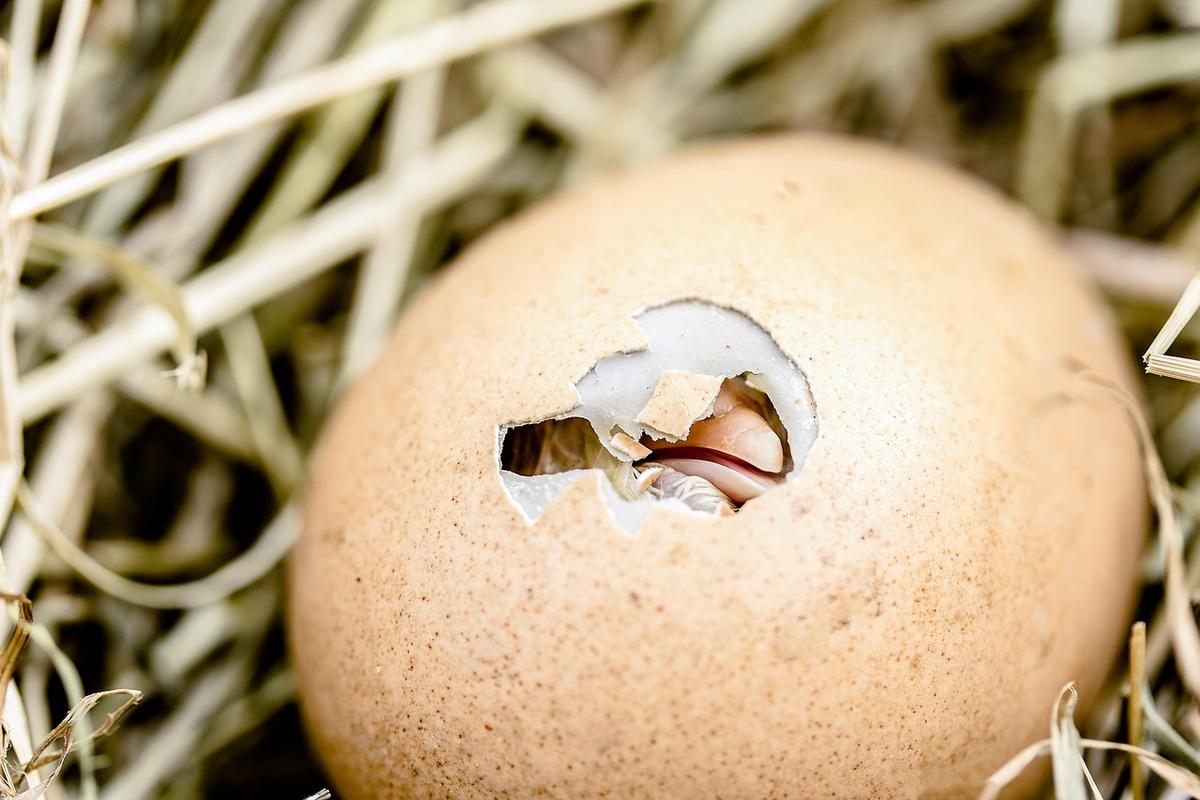 Un petit oiseau sort d'un œuf percé dans un nid de paille