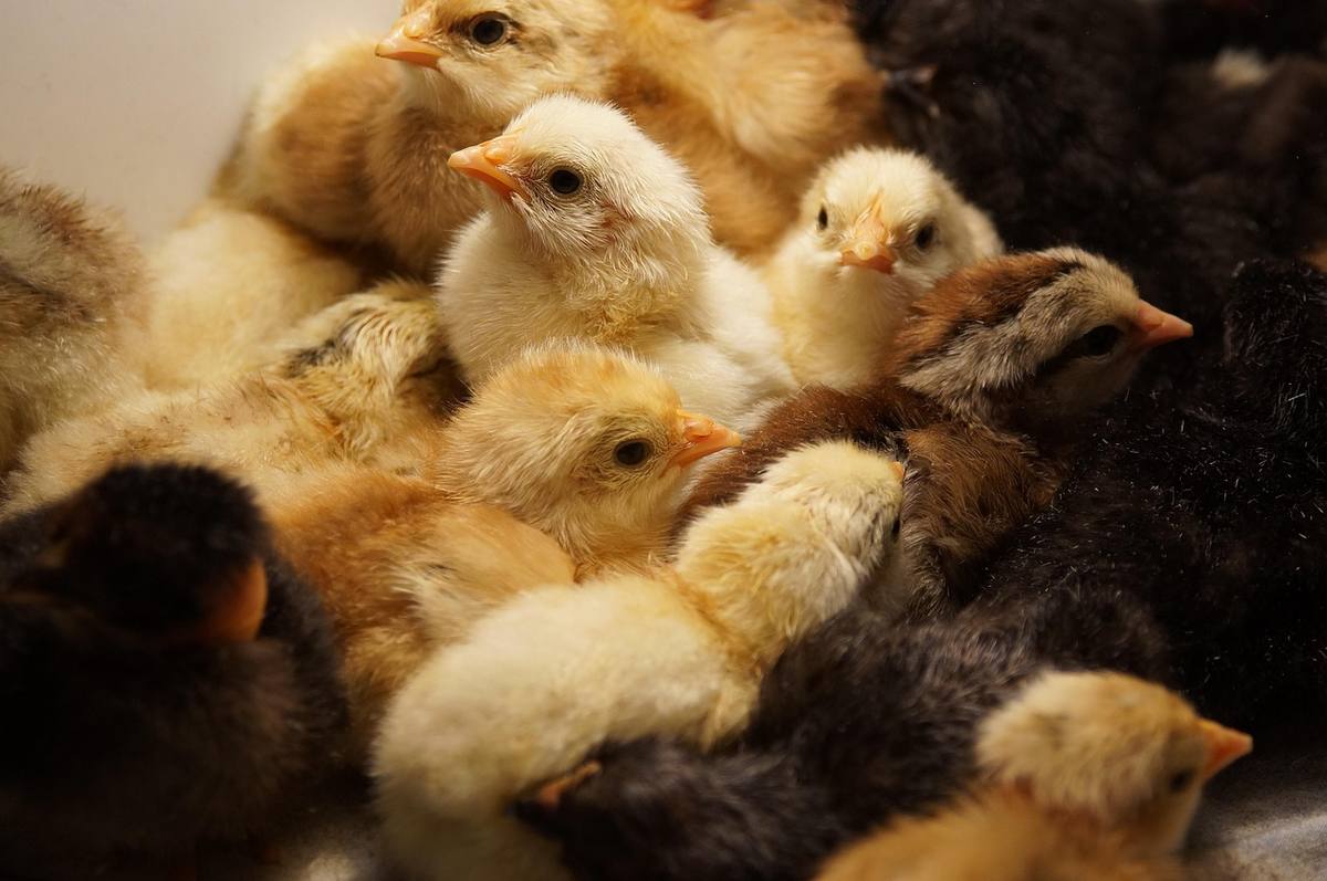 Poussins de différentes couleurs serrés dans un petit espace