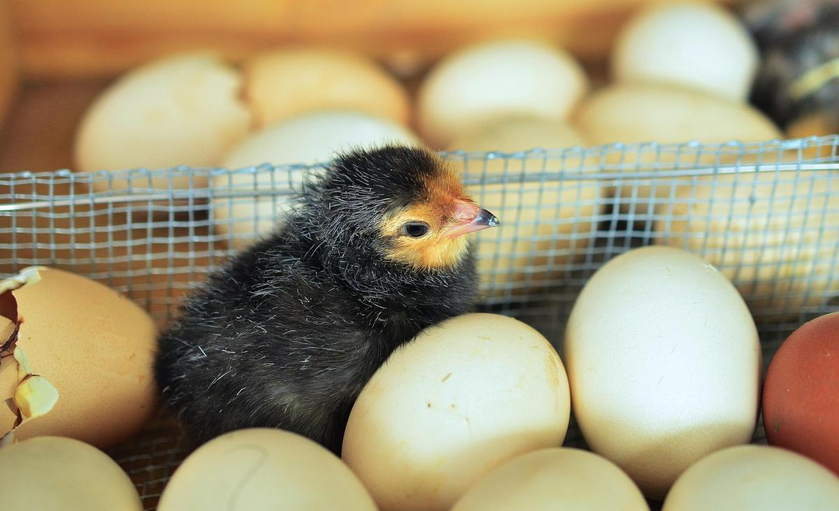 Petit poussin noir et jaune entouré d'œufs dans une cage métallique